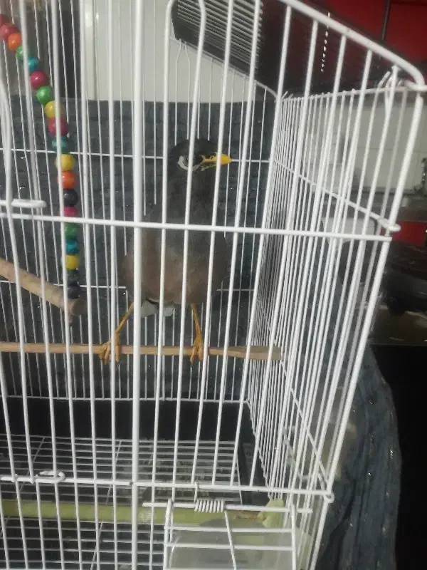 مرغ مینا فروشی سخن گو شیرین زبون|پرنده|شهرضا, |دیوار