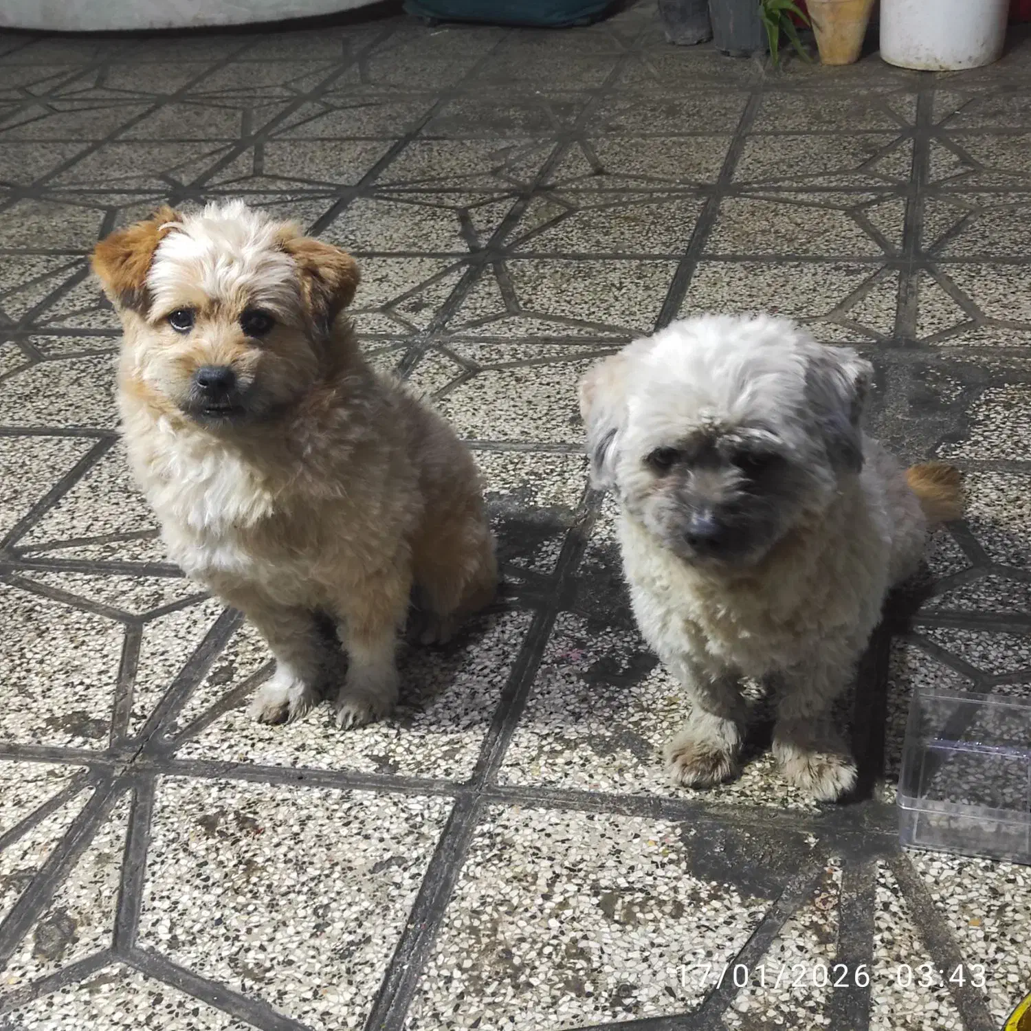 حیوانات خانگی|سگ|مرودشت, ژیان|دیوار