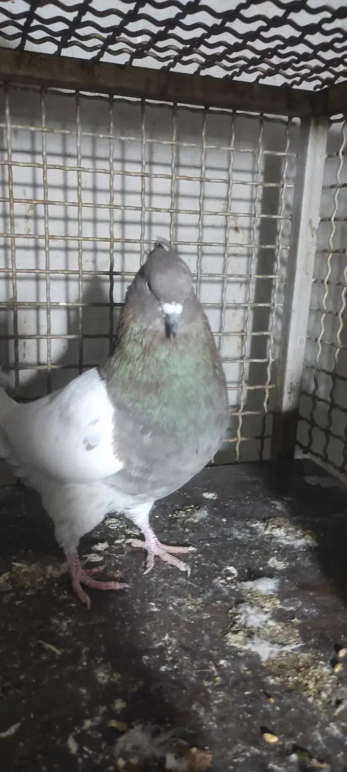 کفتر|پرنده|تهران, دولاب|دیوار