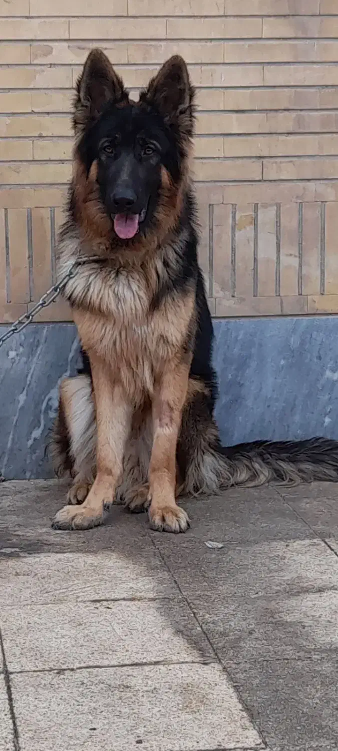 سگ َژرمن شولاین|سگ|اهواز, شهرک الهیه|دیوار