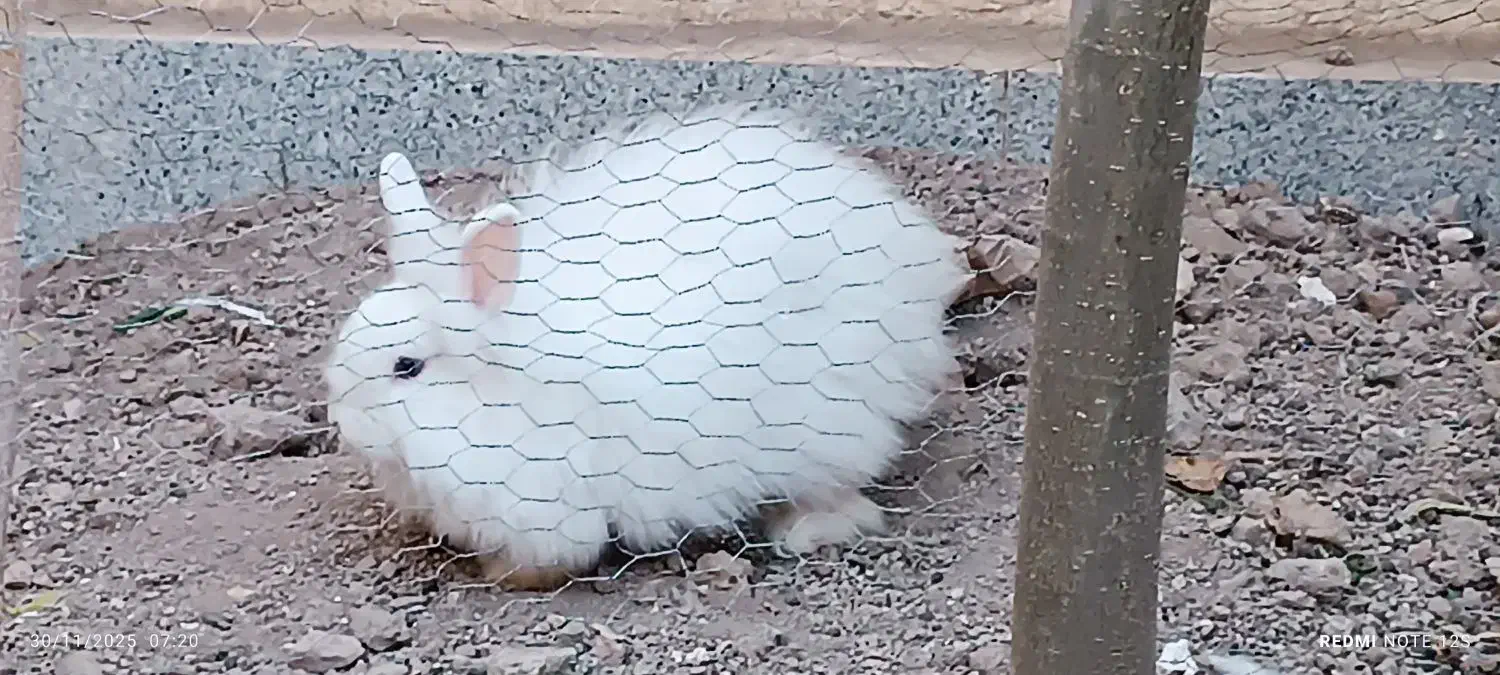 خرگوش جرسی|موش و خرگوش|ابهر, |دیوار