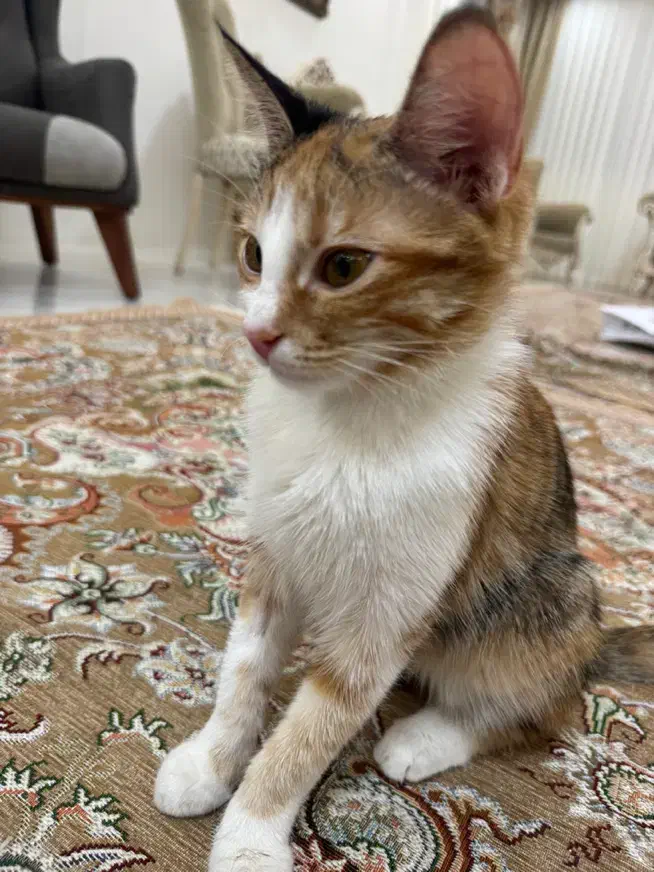 واگذاری ۲ خواهر ماده ۶ ماهه خونگی|گربه|مشهد, جانباز|دیوار