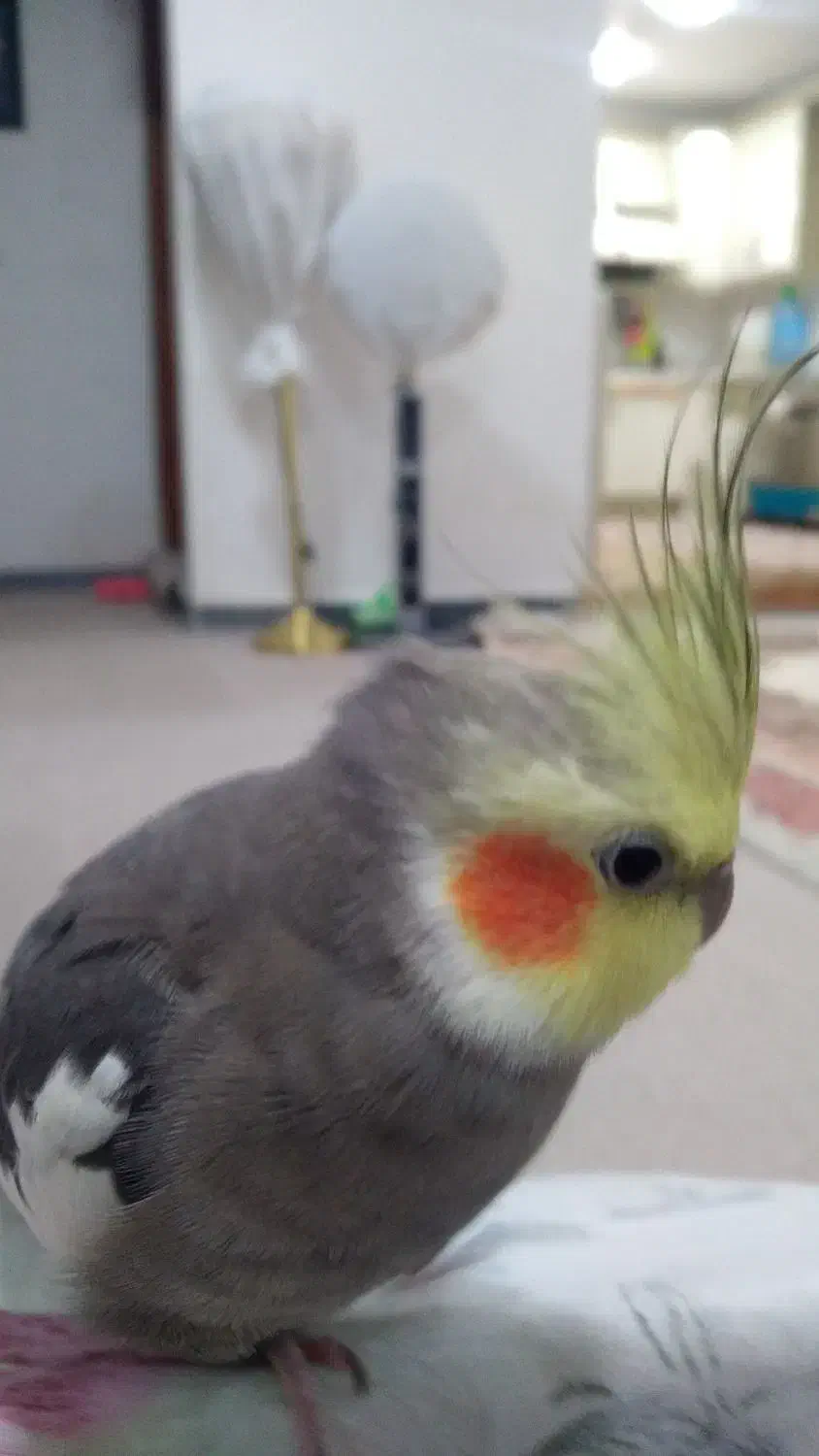 عروس هلندی گمشده|حیوانات|بندر ماهشهر, |دیوار