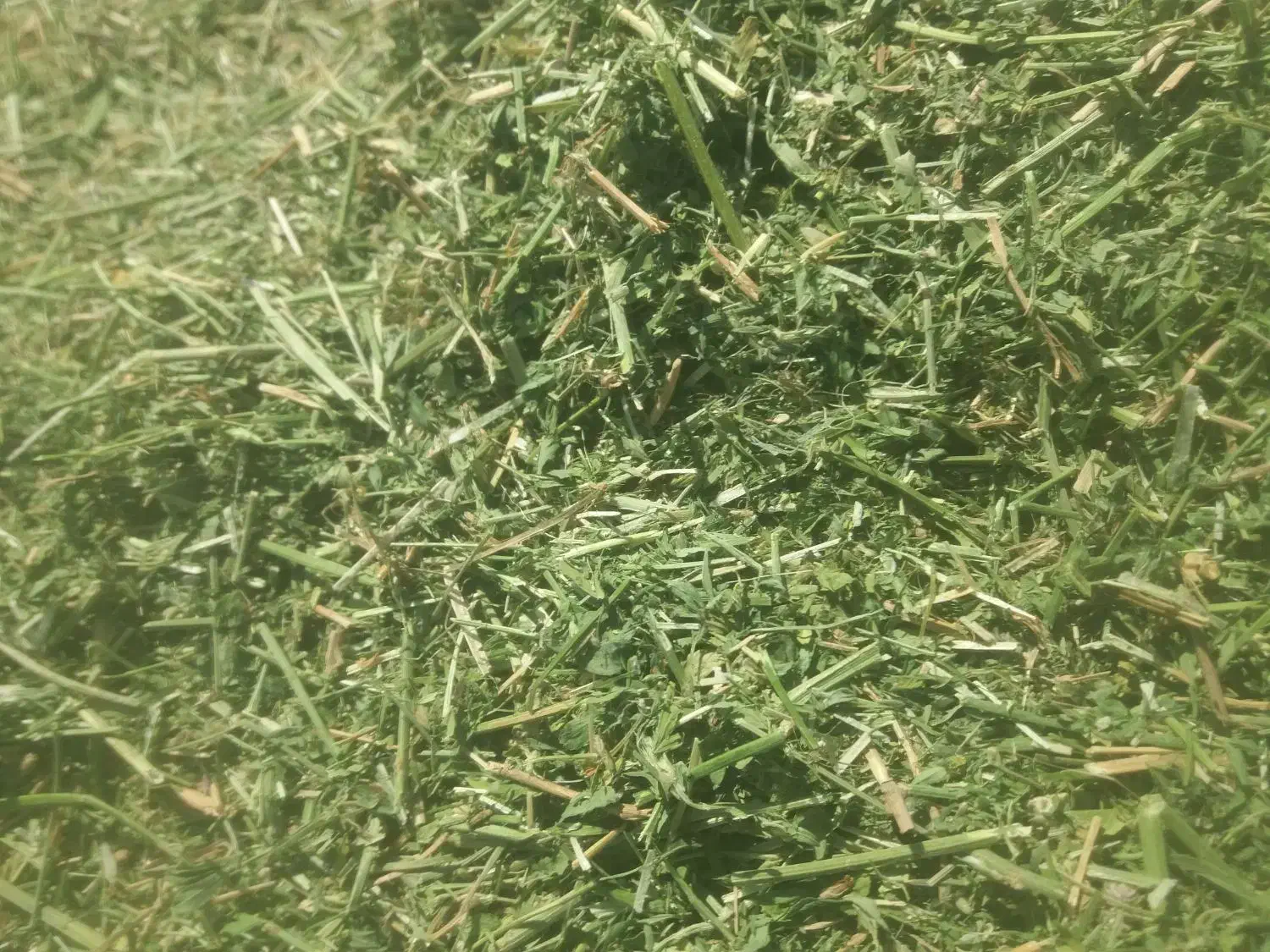 یونجه خورد شده درجه یک|لوازم جانبی حیوانات|کرمان, |دیوار