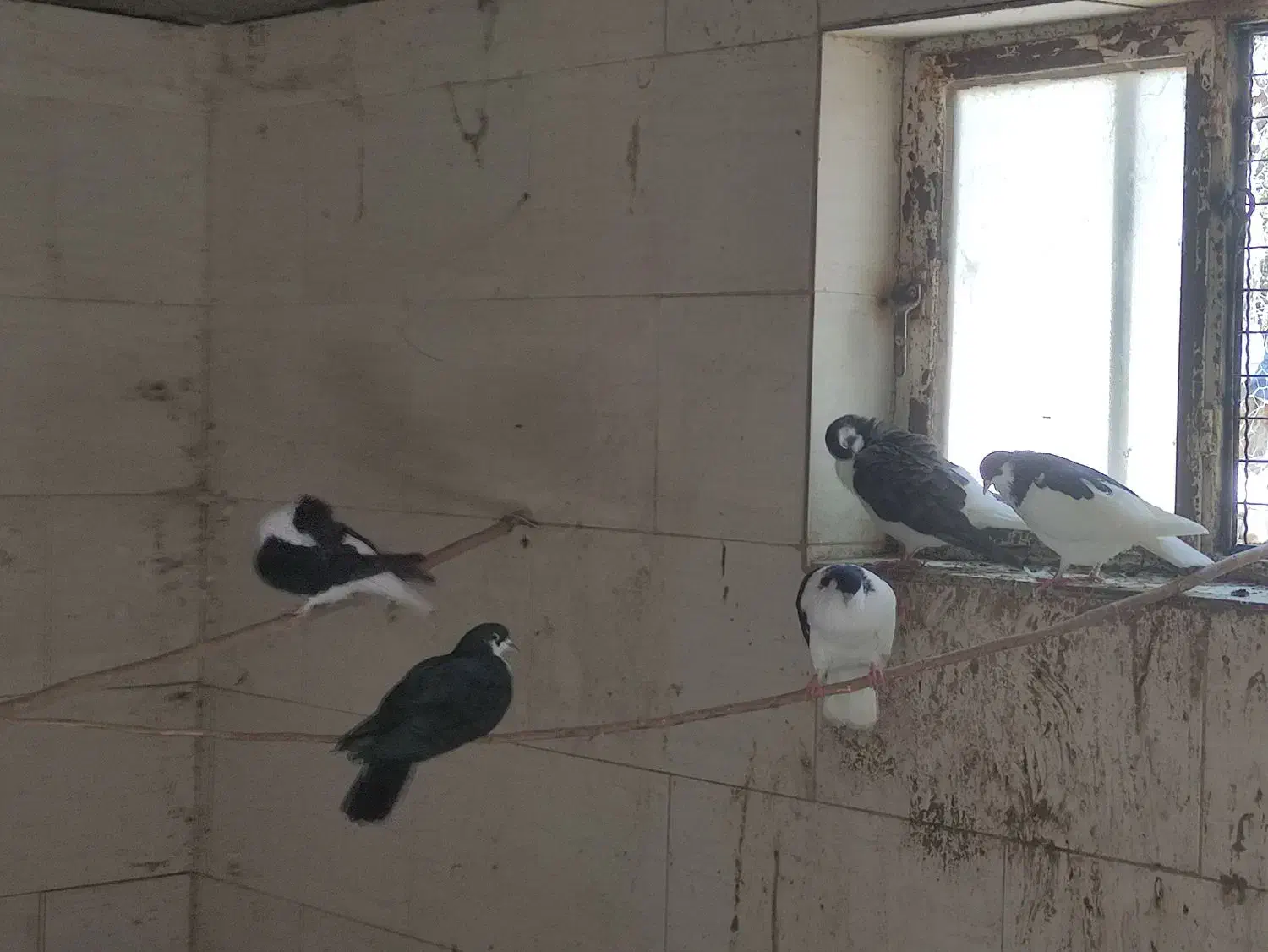 کبوتر اصفهانی|پرنده|مهریز, |دیوار