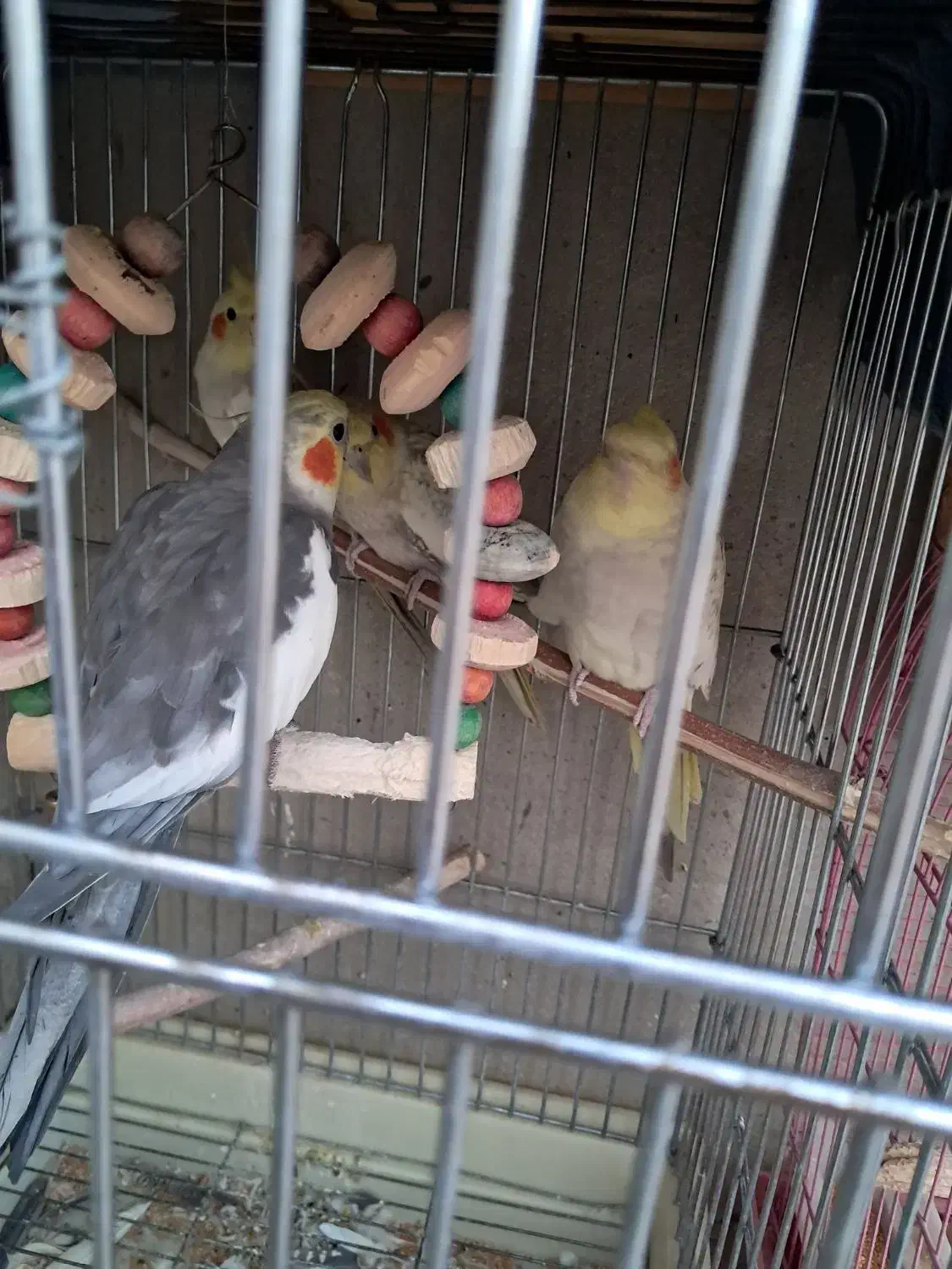 عروس هلندی سخنگو|پرنده|کرج, شهرک پردیسان|دیوار