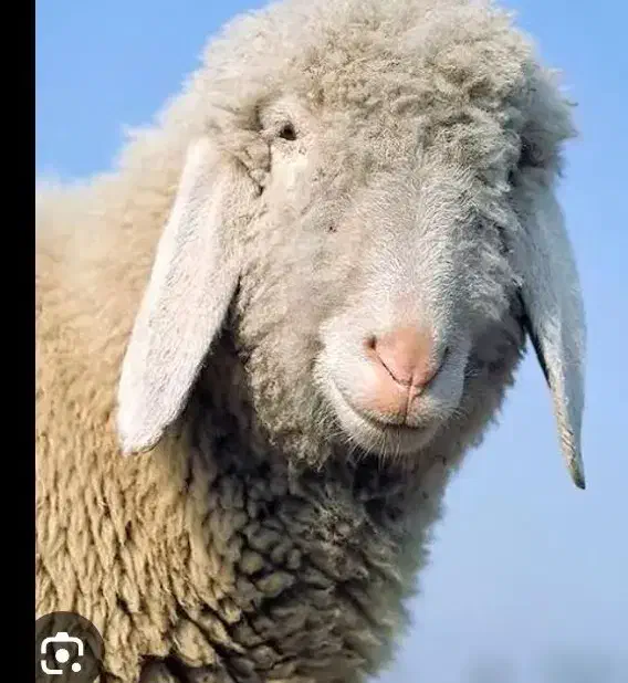 گاوگوسفندحذفی|حیوانات مزرعه|کرمانشاه, |دیوار