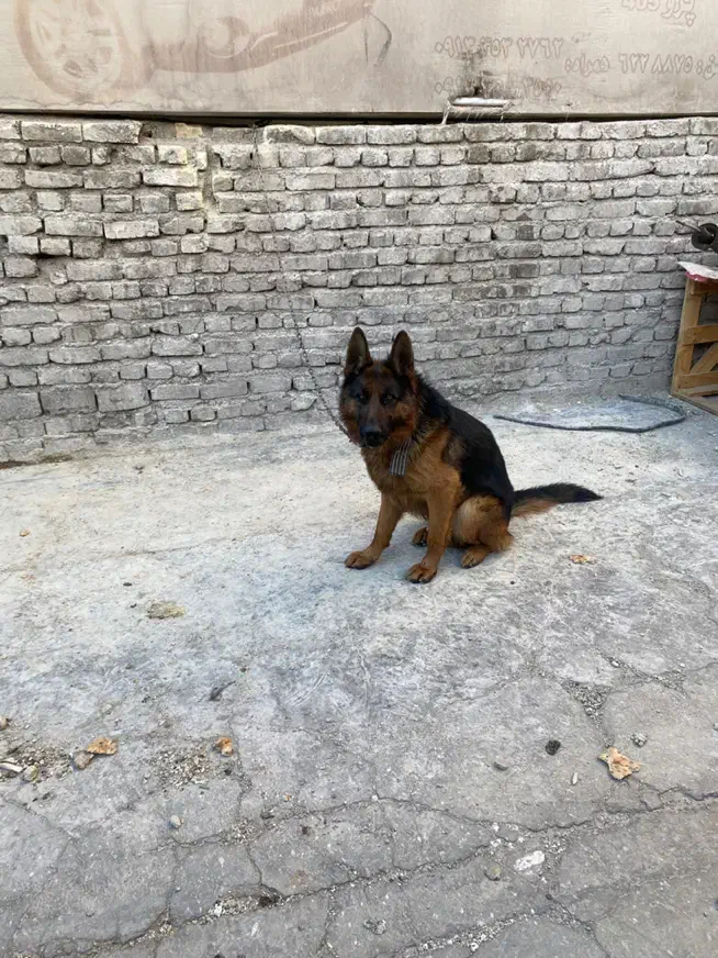 سگژرمن|سگ|یزد, |دیوار