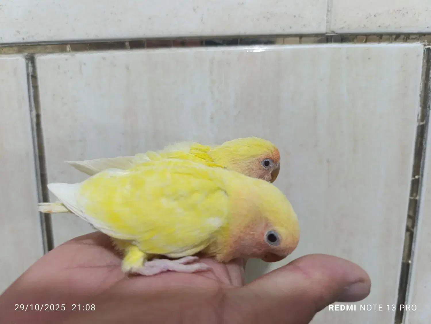 طوطی کوتوله برزیلی|پرنده|شهرضا, |دیوار