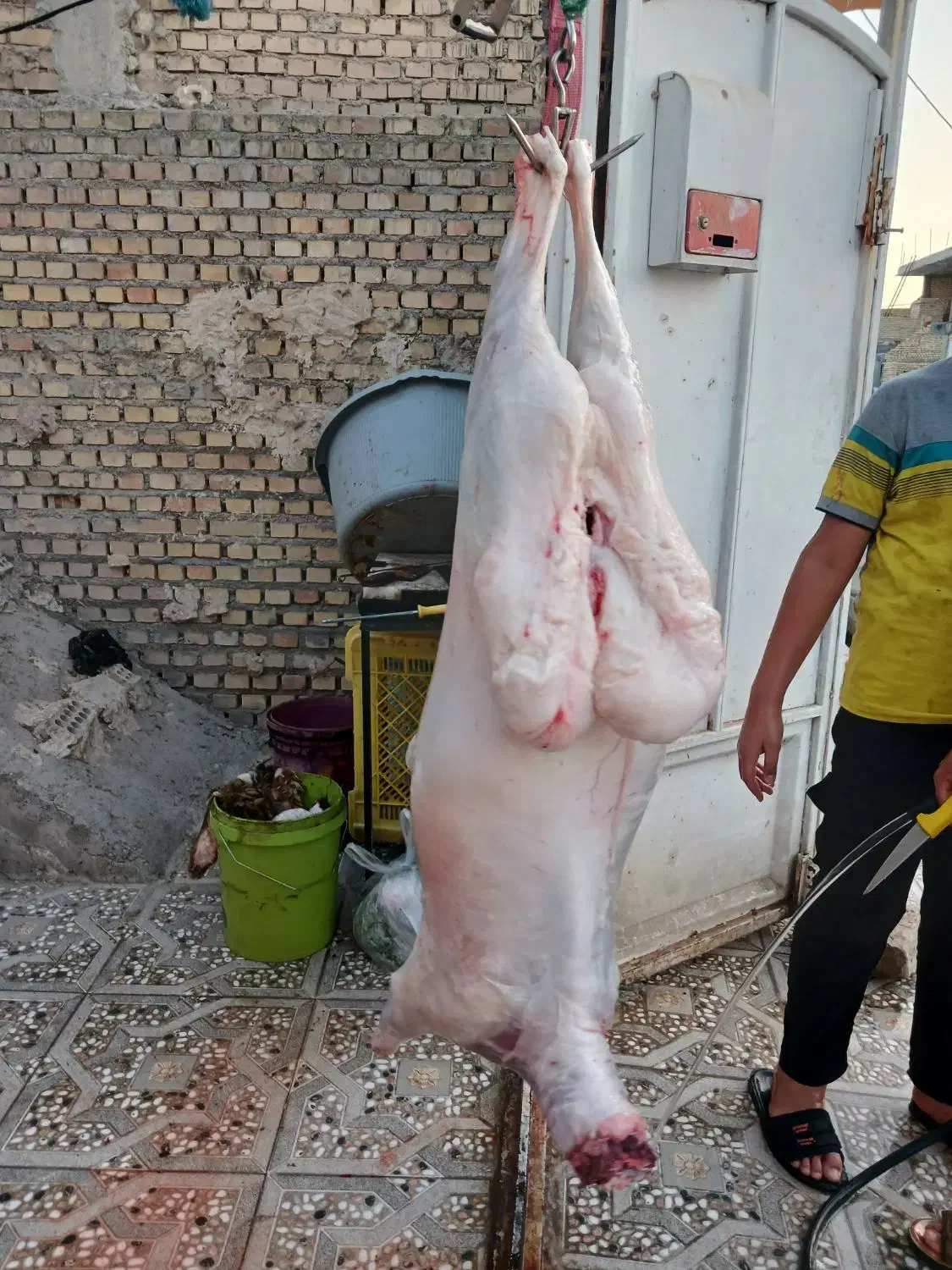 کشتار بره کهره چاق|حیوانات مزرعه|رامهرمز, |دیوار