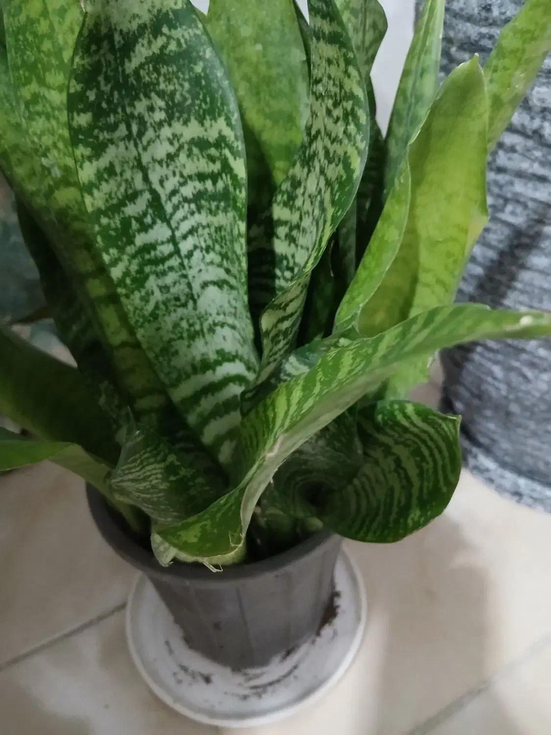 گل سانسوریا|گل و گیاه طبیعی|رشت, پل تالشان|دیوار