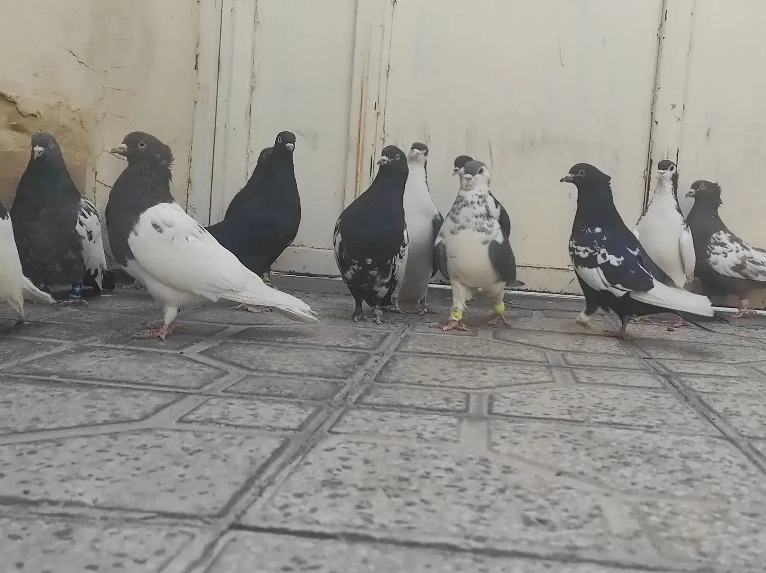 14کفتر هوایی شهری و بهبونی|پرنده|مرودشت, ابوذر شمالی‎|دیوار