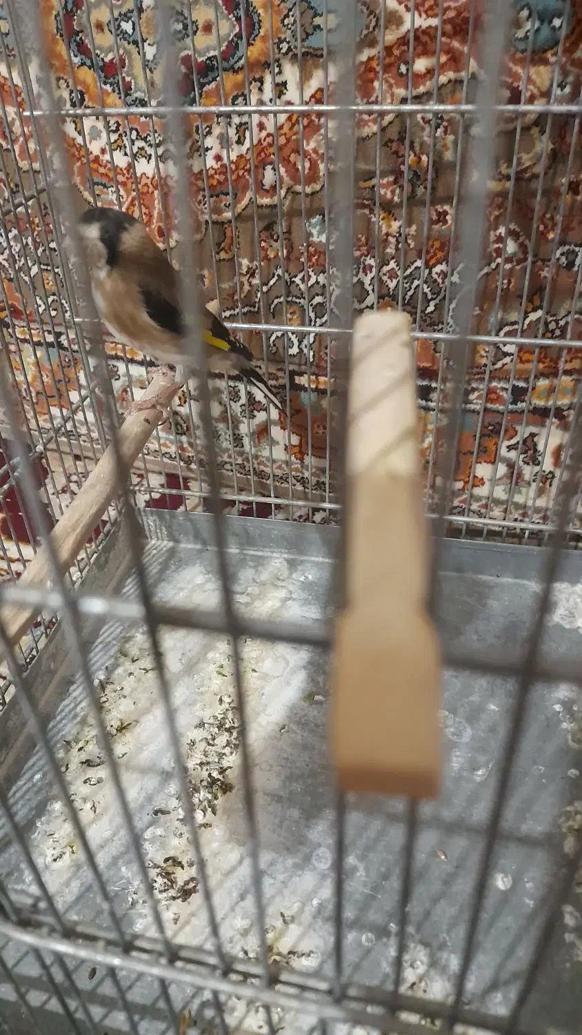 سهره ماده|پرنده|ساوه, |دیوار