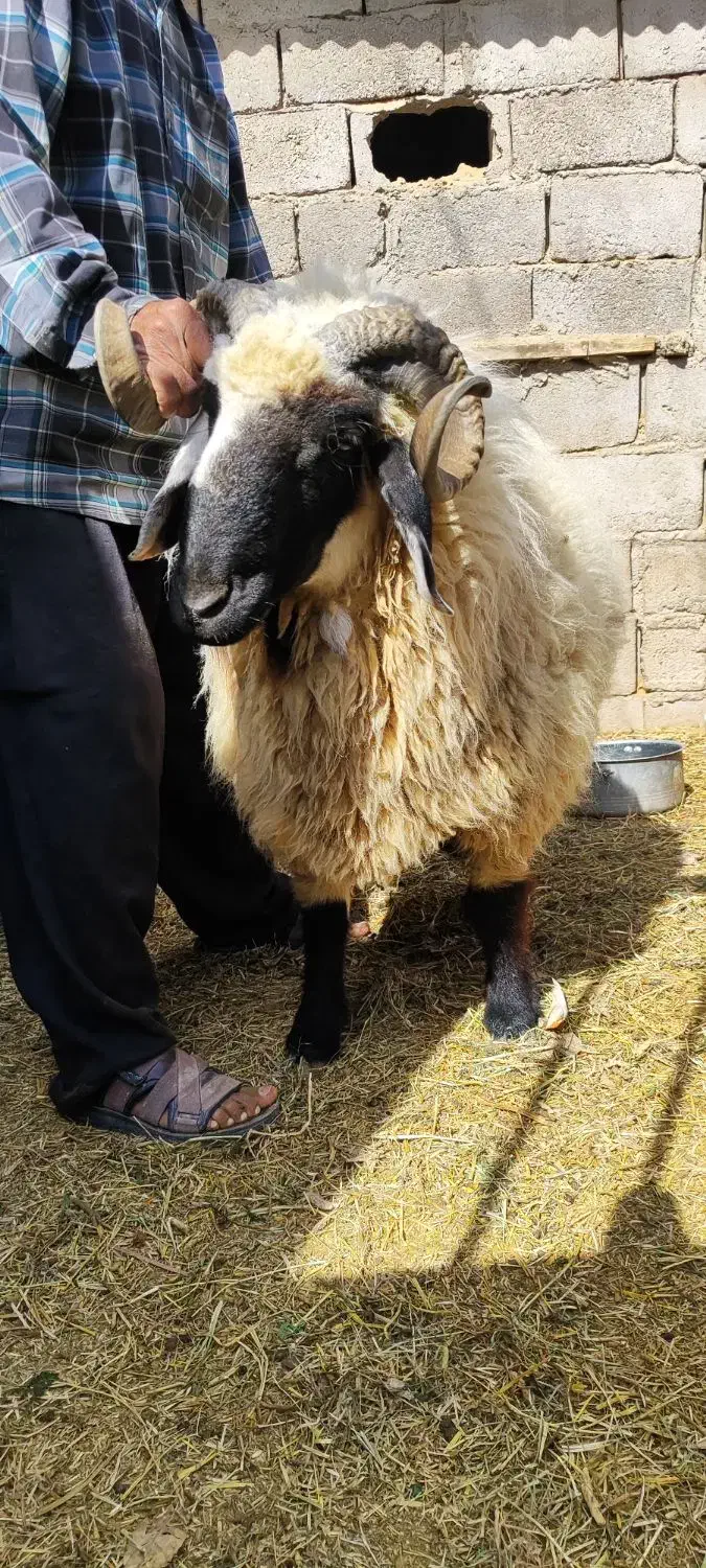 سرگرمی...|حیوانات مزرعه|فهرج, |دیوار