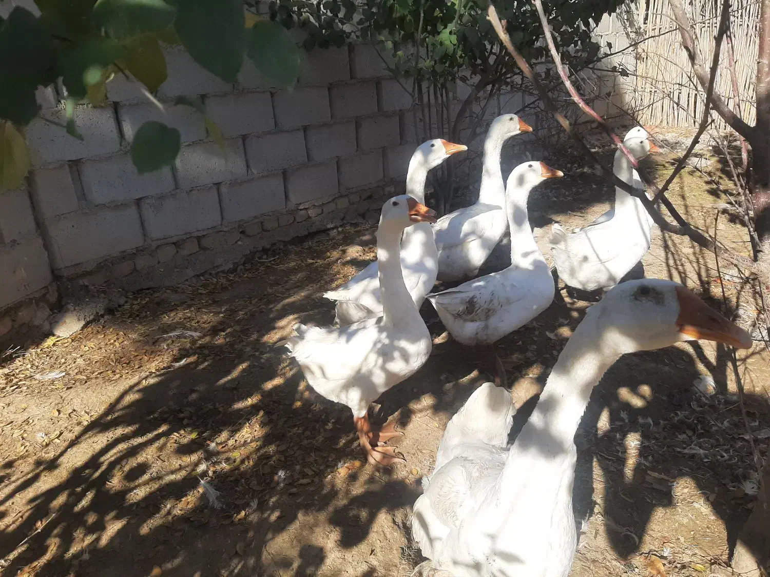 قوغاز لیندا کرچی اصیل|حیوانات مزرعه|گنبد کاووس, |دیوار