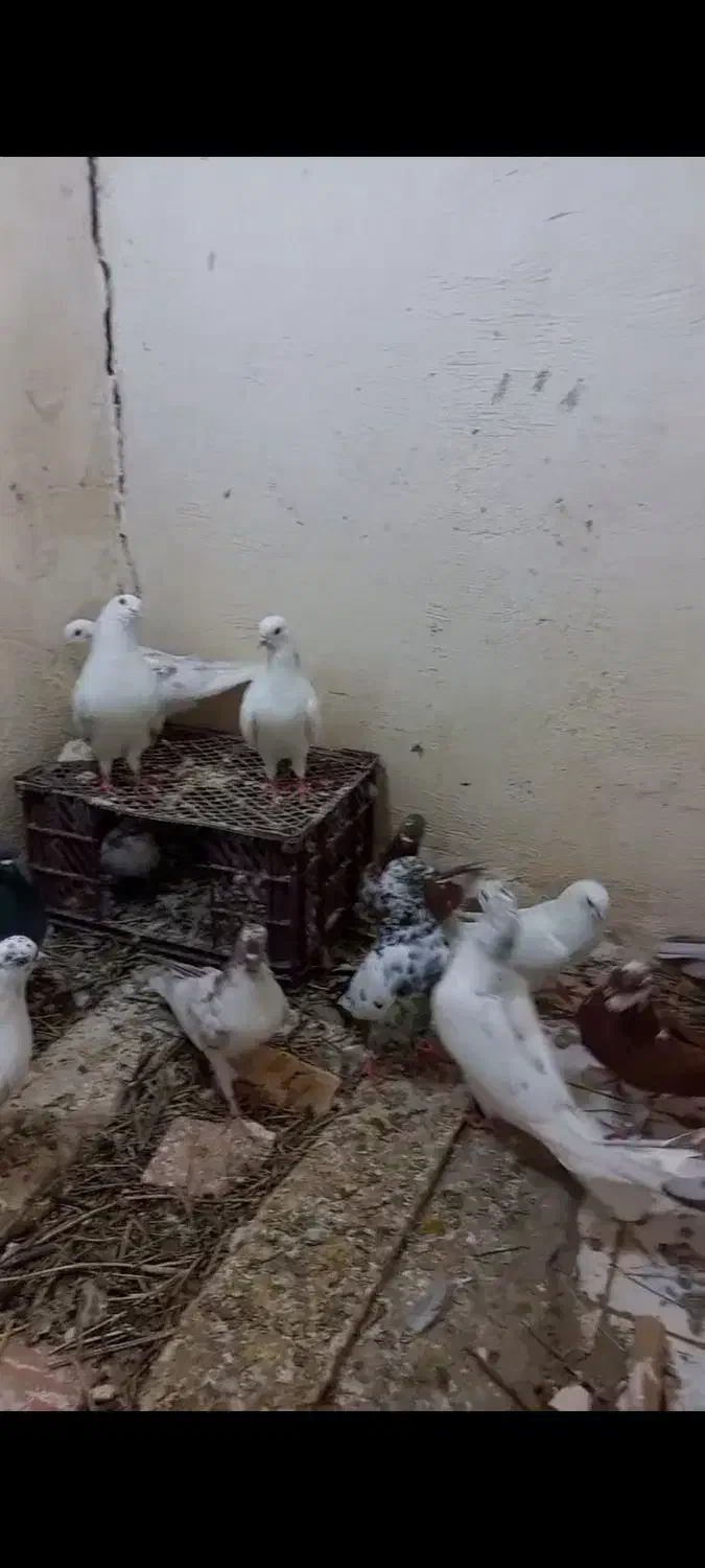 کفتر پرشی|پرنده|سلماس, |دیوار