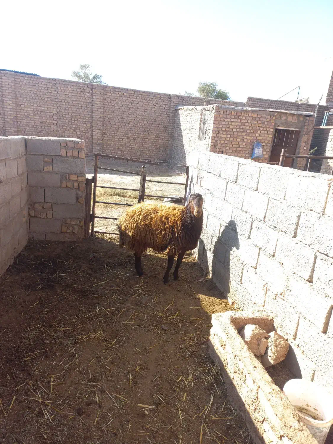 بره ماده|حیوانات مزرعه|نیشابور, ریوند|دیوار