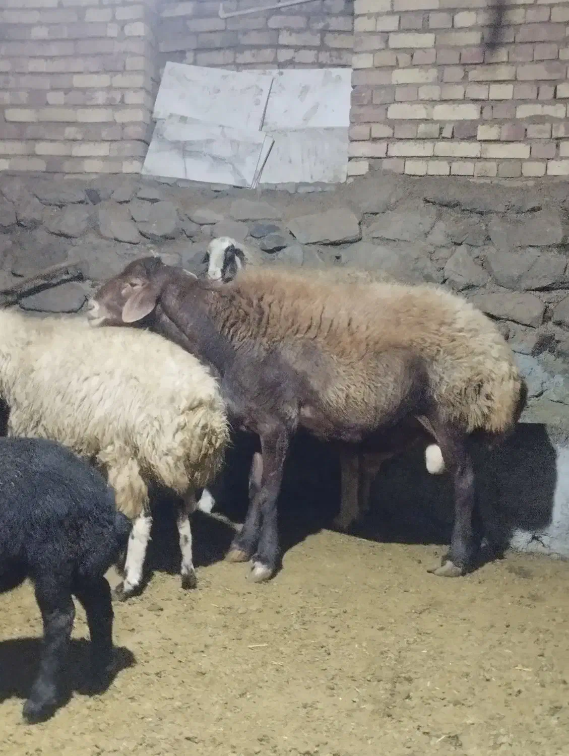 قوچ|حیوانات مزرعه|سنندج, |دیوار