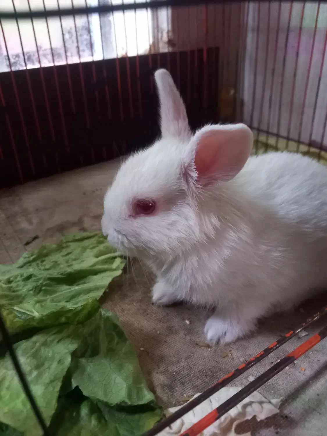 فروشی|موش و خرگوش|کرمانشاه, |دیوار