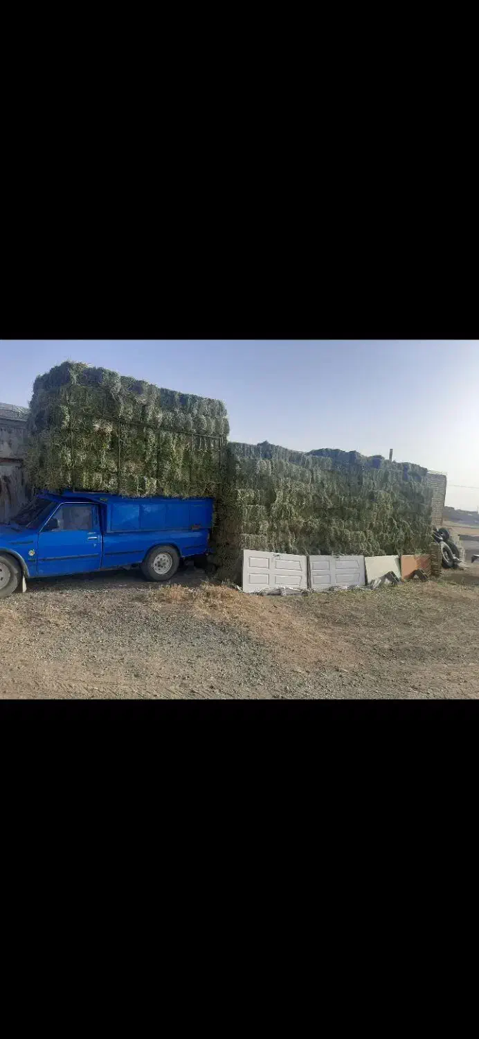 یونجه انباری و تازه چین دوم موجود|عمده‌فروشی|قیدار, |دیوار