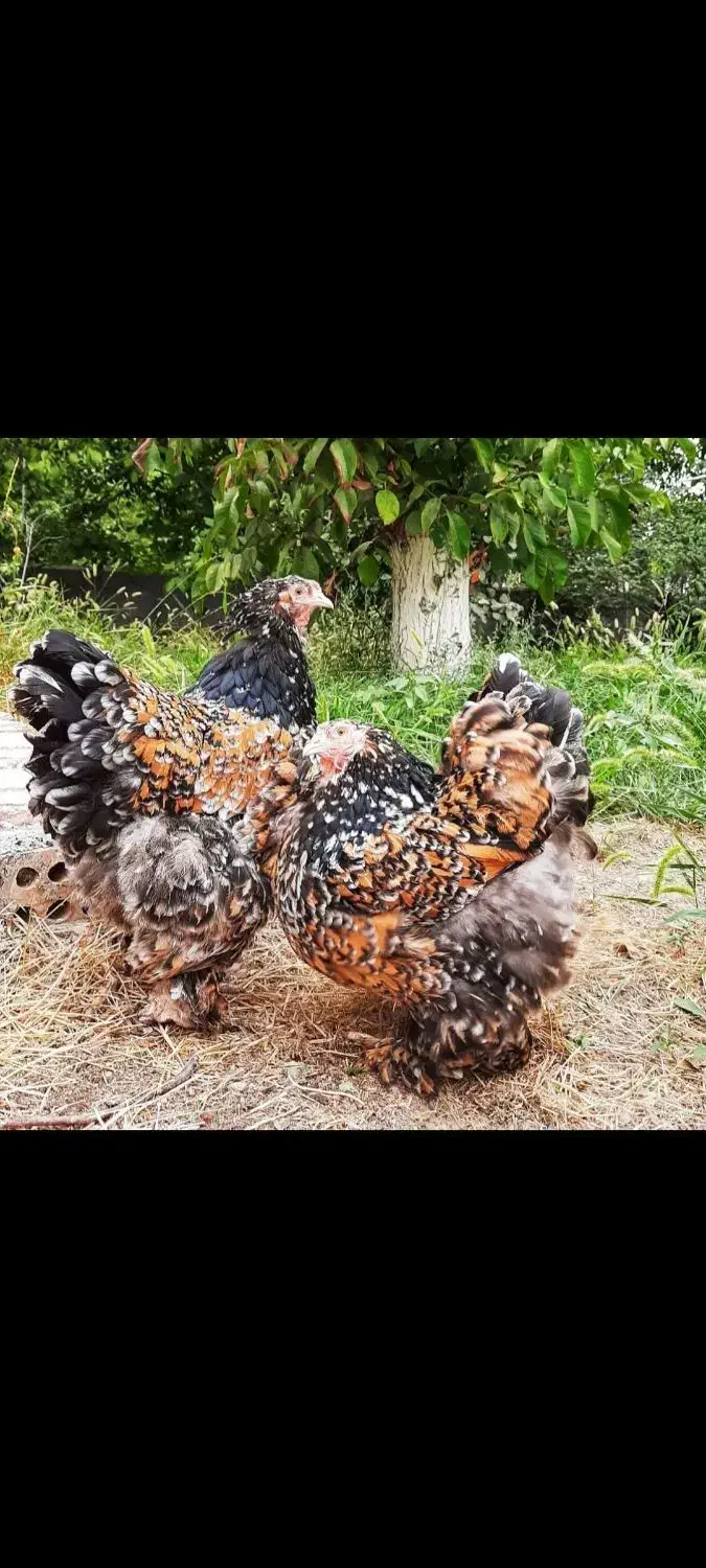 فروش برهمای پورسلن|حیوانات مزرعه|سورک, |دیوار