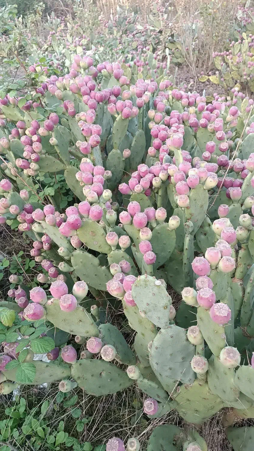 میوه ،برگ و نهال  اپونتیا کاکتوس|عمده‌فروشی|کیاشهر, |دیوار