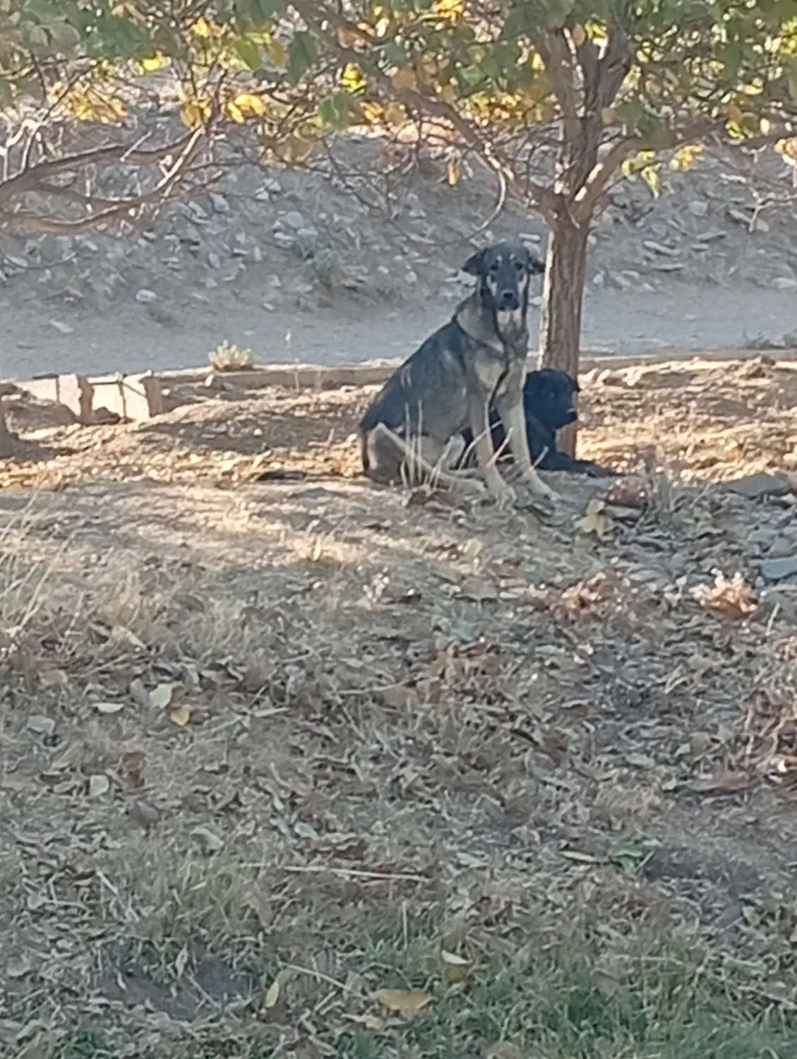 ماده پژدر|سگ|زند, |دیوار