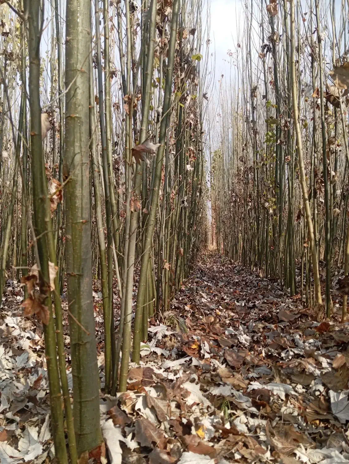 قره قواخ|گل و گیاه طبیعی|بکتاش, |دیوار