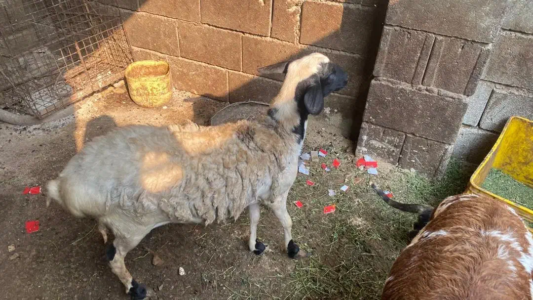 بره|حیوانات مزرعه|قشم, |دیوار