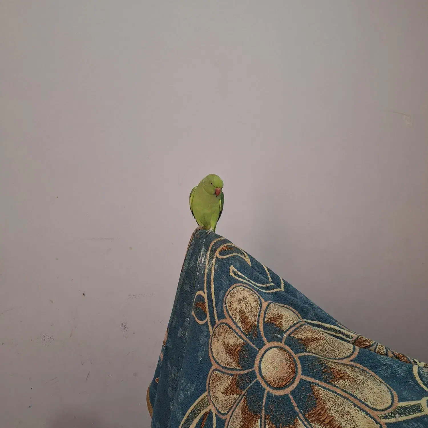 طوطی ملنگو|پرنده|قشم, |دیوار