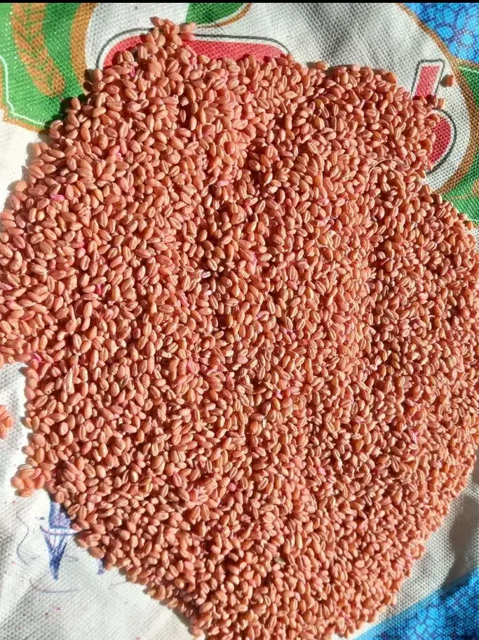 گندم بذر پیشگام|خدمات باغبانی و درختکاری|دهگلان, |دیوار