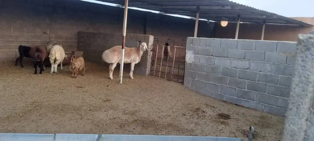 بزپاکستانی آبستن|حیوانات مزرعه|خورموج, |دیوار