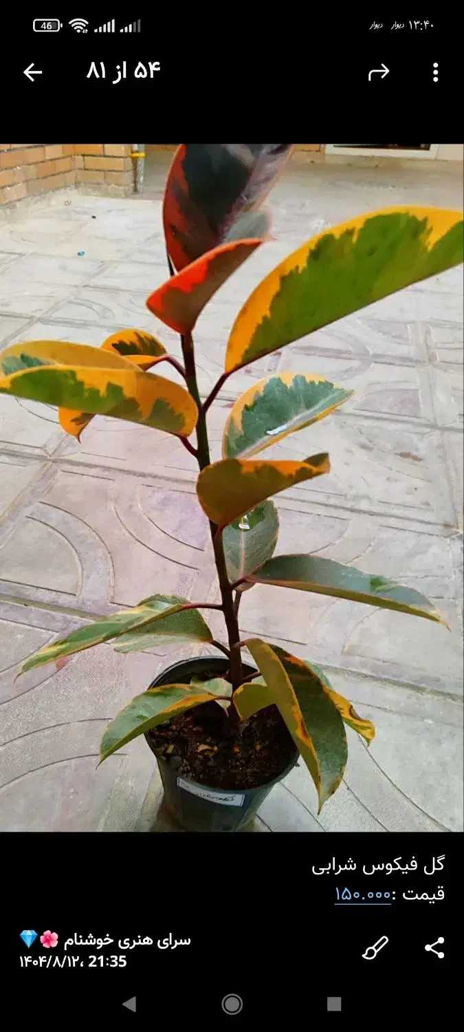 گل و گیاه|گل و گیاه طبیعی|دهدشت, |دیوار