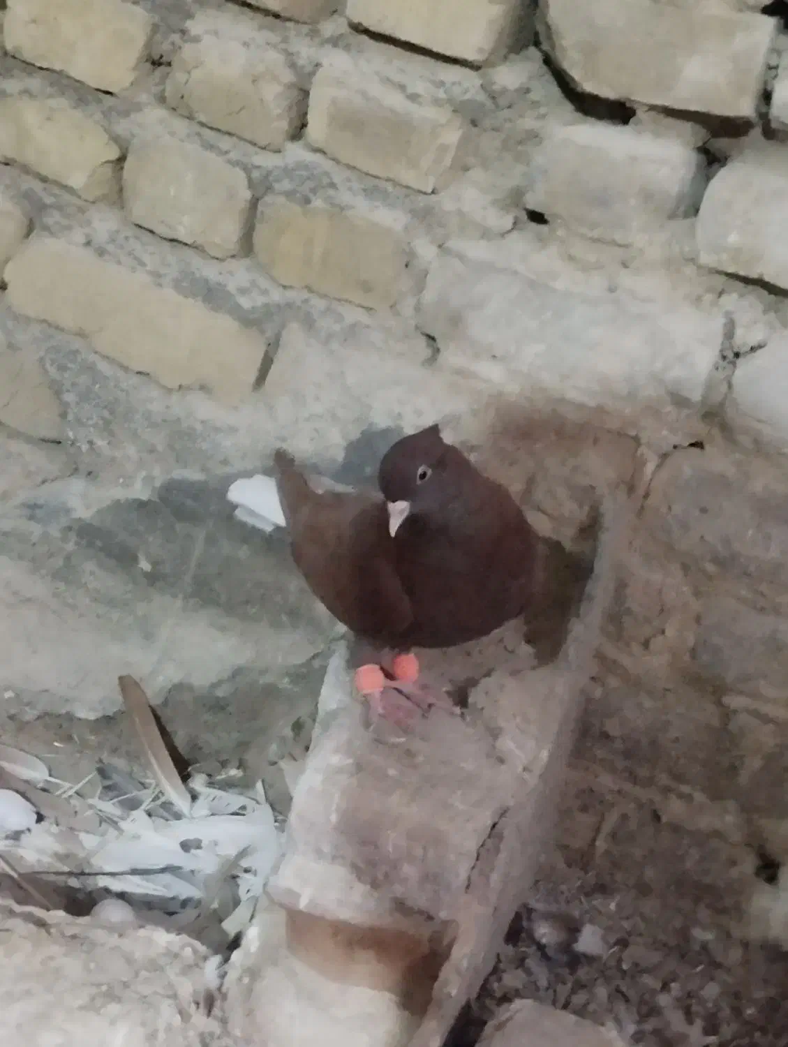 کفترا بی بوم هم پرشی هم تخم جوجه خاطر جمع|پرنده|تربت‌حیدریه, کلاته توکلی|دیوار