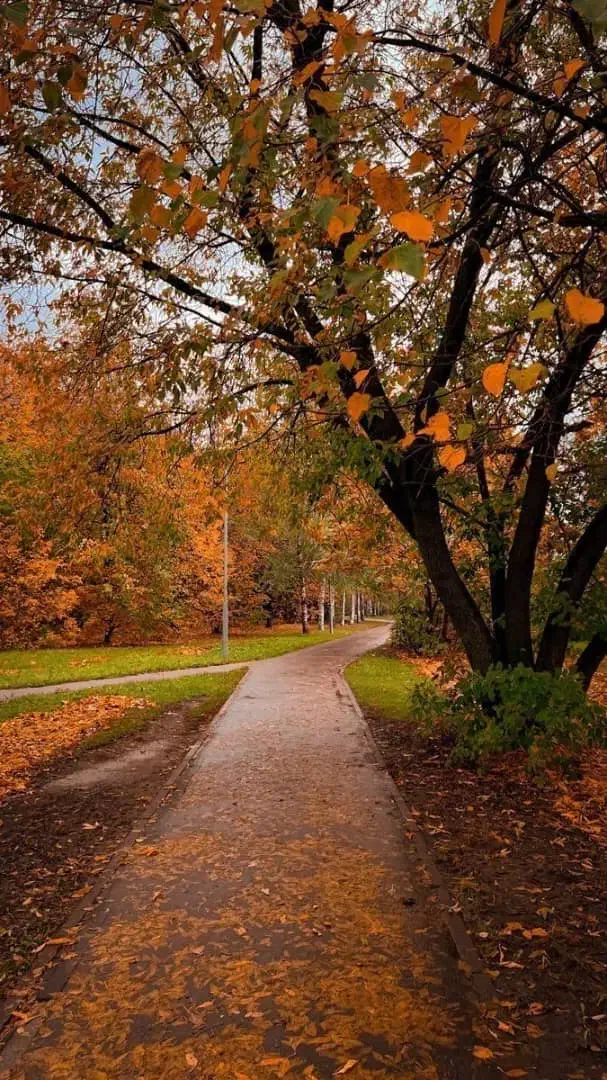 هرس اصولی کاشت صفرتاصد باغچه|خدمات باغبانی و درختکاری|ارومیه, |دیوار