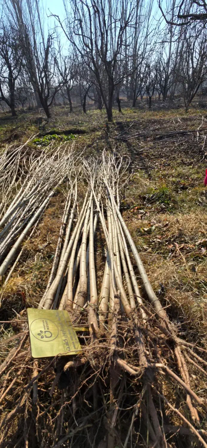 صنوبر نیگرا ترک|خدمات باغبانی و درختکاری|بابل, |دیوار