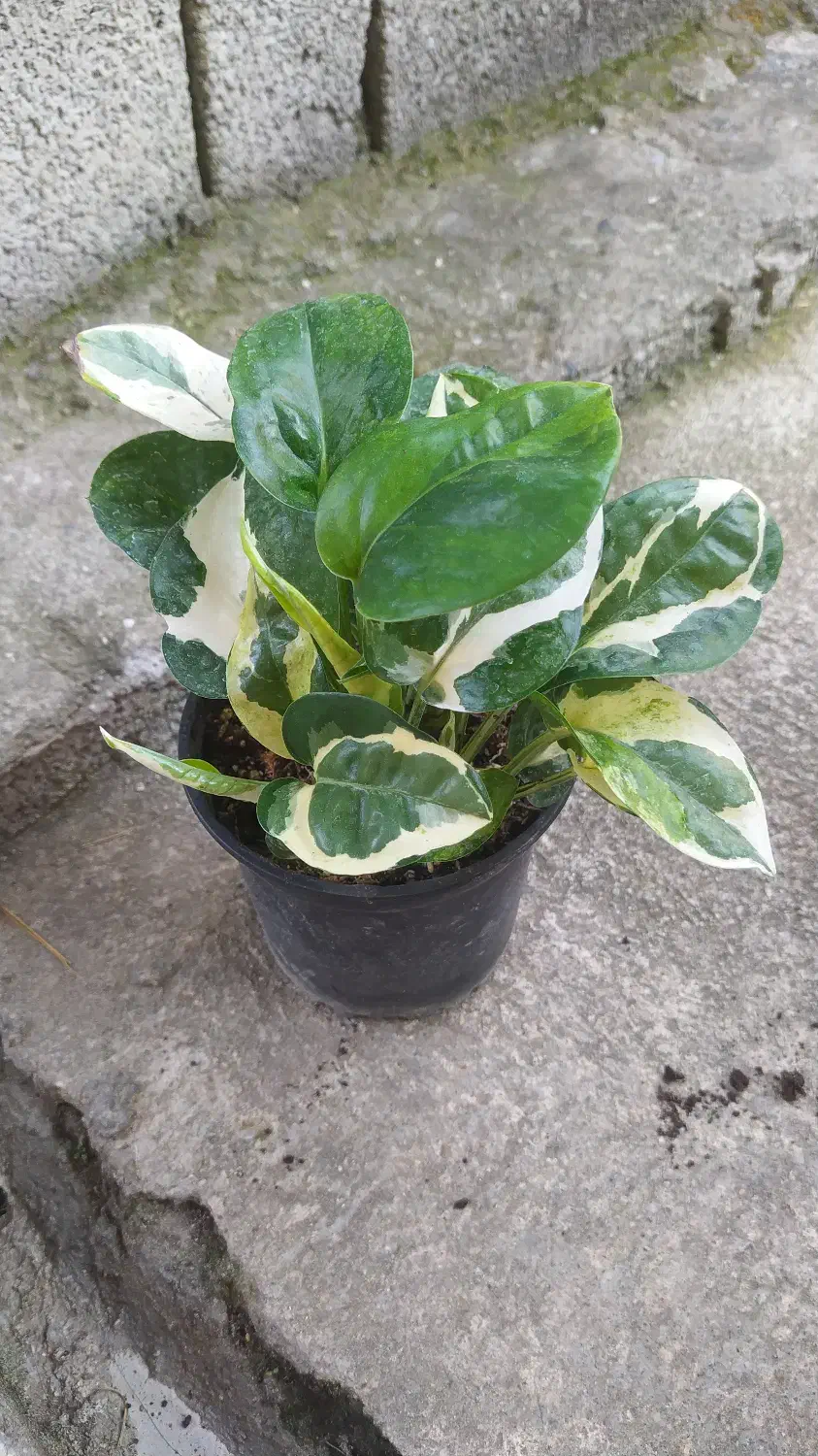 آگهی گل های آپارتمانی|گل و گیاه طبیعی|اسالم, |دیوار