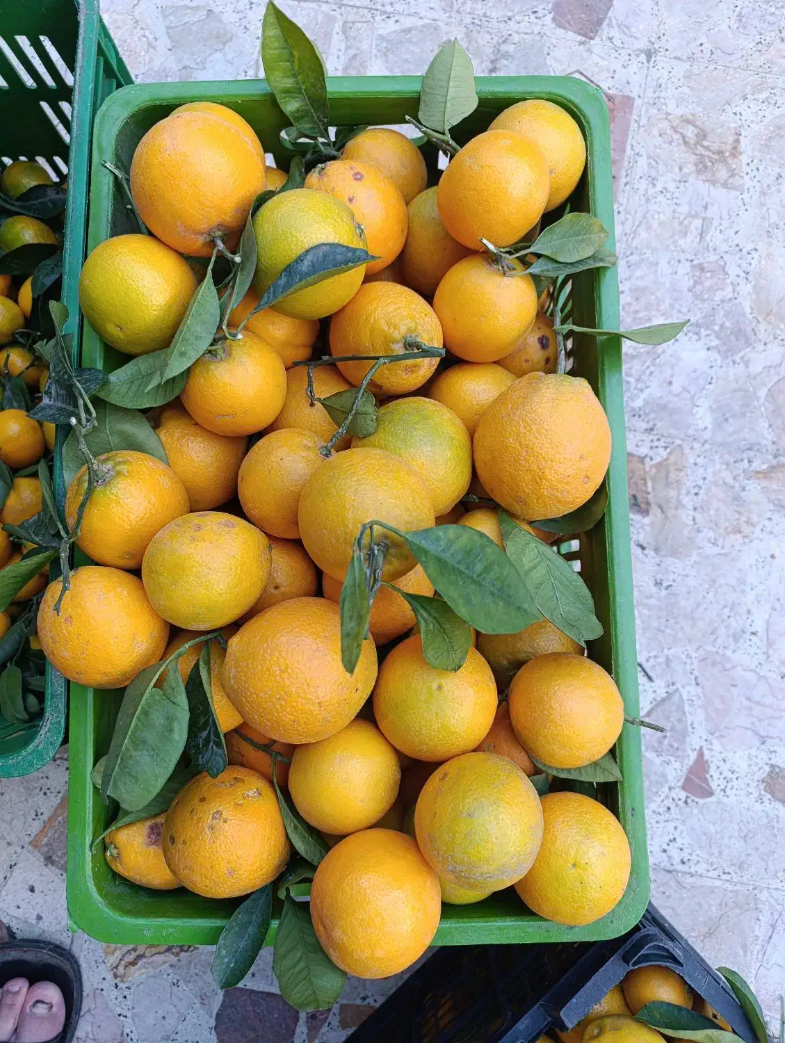 فروش نارنگی وپرتقال تازه چین وشیرین به مقدار محدود|خوردنی و آشامیدنی|واجارگاه, |دیوار