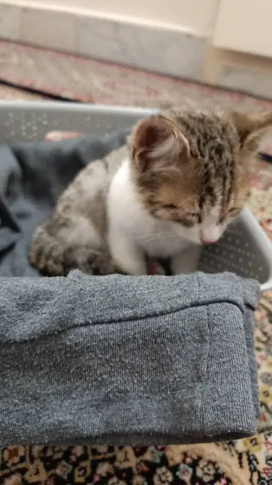 واگذاری گربه|گربه|تبریز, |دیوار