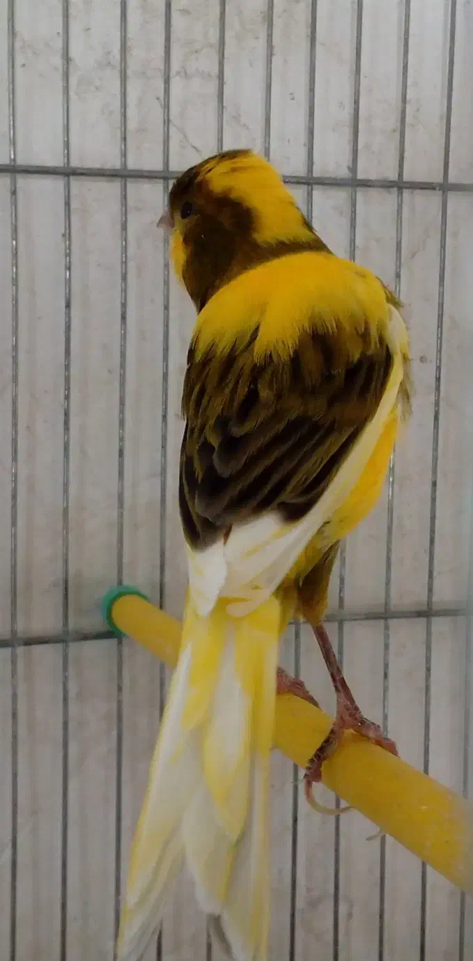 قناری ابلق خارجی بدون غلط|پرنده|کوهدشت, |دیوار