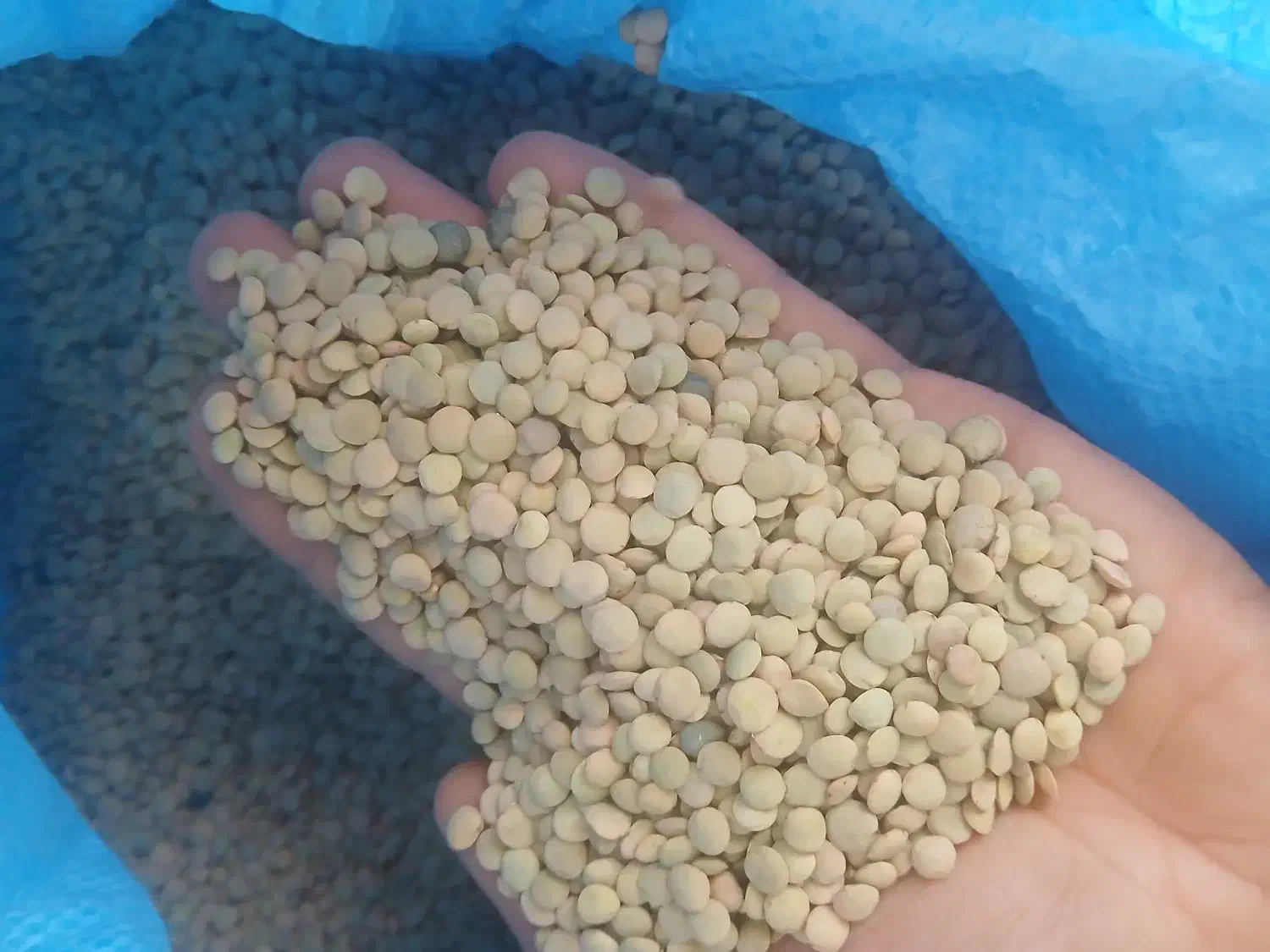 عدس امسال|خوردنی و آشامیدنی|بزینه رود, |دیوار