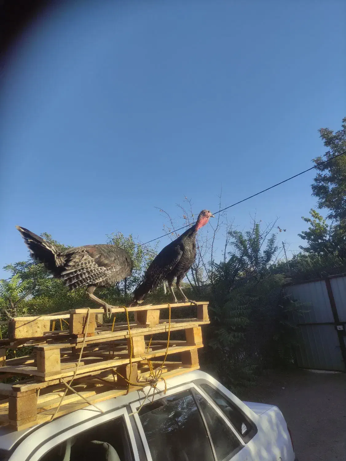 بوقلمون|پرنده|کبودرآهنگ, |دیوار