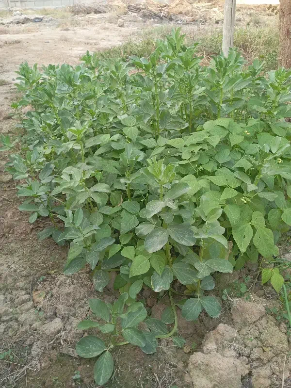 باغبان هستم|خدمات باغبانی و درختکاری|بندر ماهشهر, |دیوار