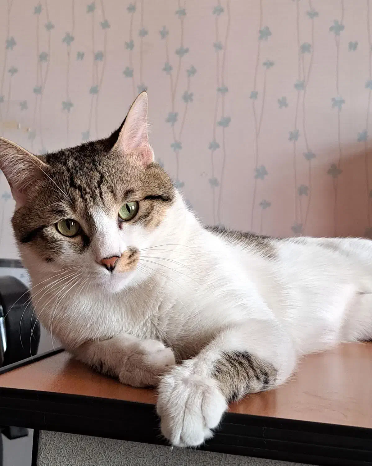 گربه با مشکل کلیوی نیازمند راهنمایی|گربه|شیراز, دینکان|دیوار