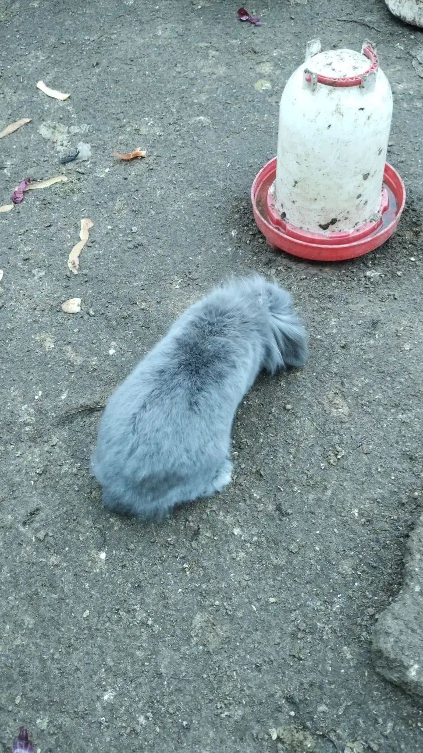 خرگوش لپ نر|موش و خرگوش|مشگین شهر, |دیوار