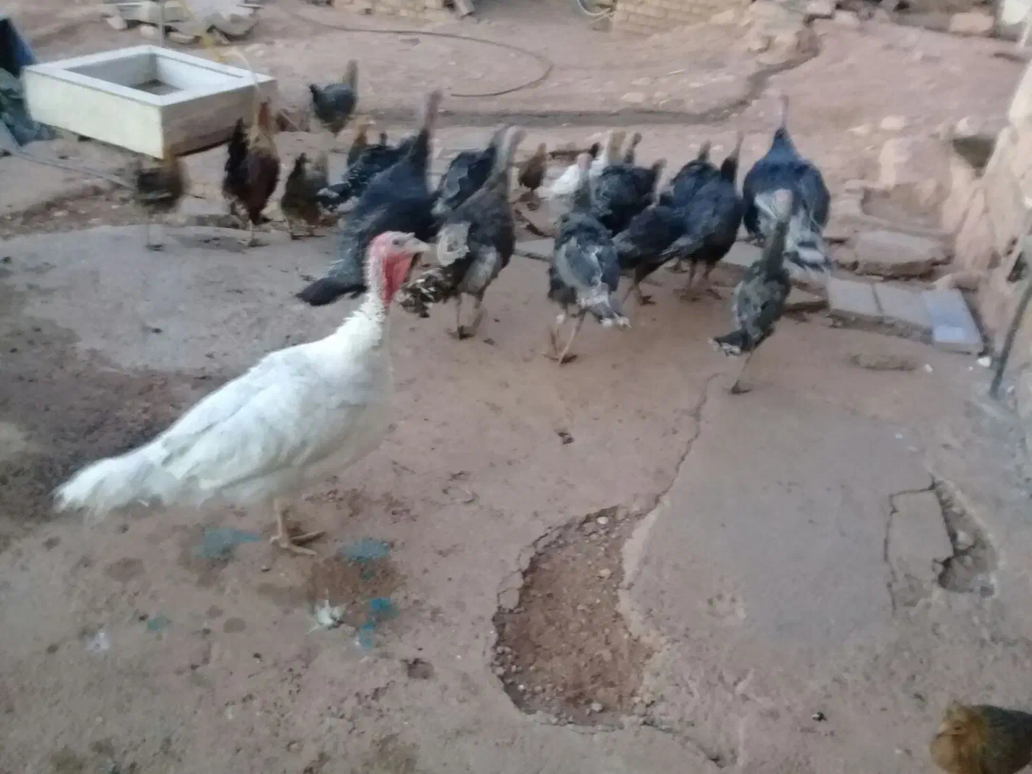 بوقلمون|حیوانات مزرعه|کوهدشت, |دیوار