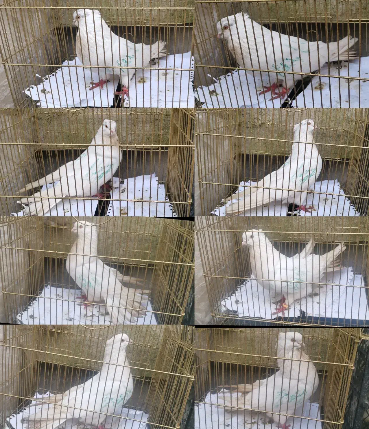 کبوتر تهرانی بلژیکی اکواریوم بخاری...|پرنده|رشت, منظریه|دیوار