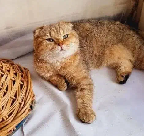 اسکاتیش مانچکین زیبا|گربه|اصفهان, آبشار|دیوار