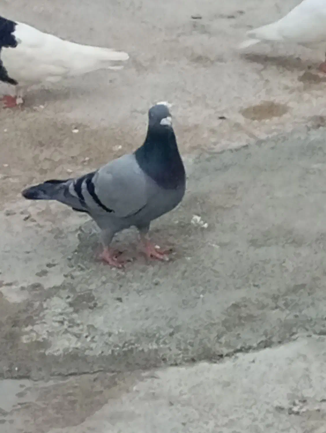 یه سبز با یه ابلغ کوهی|پرنده|کوهمره, |دیوار