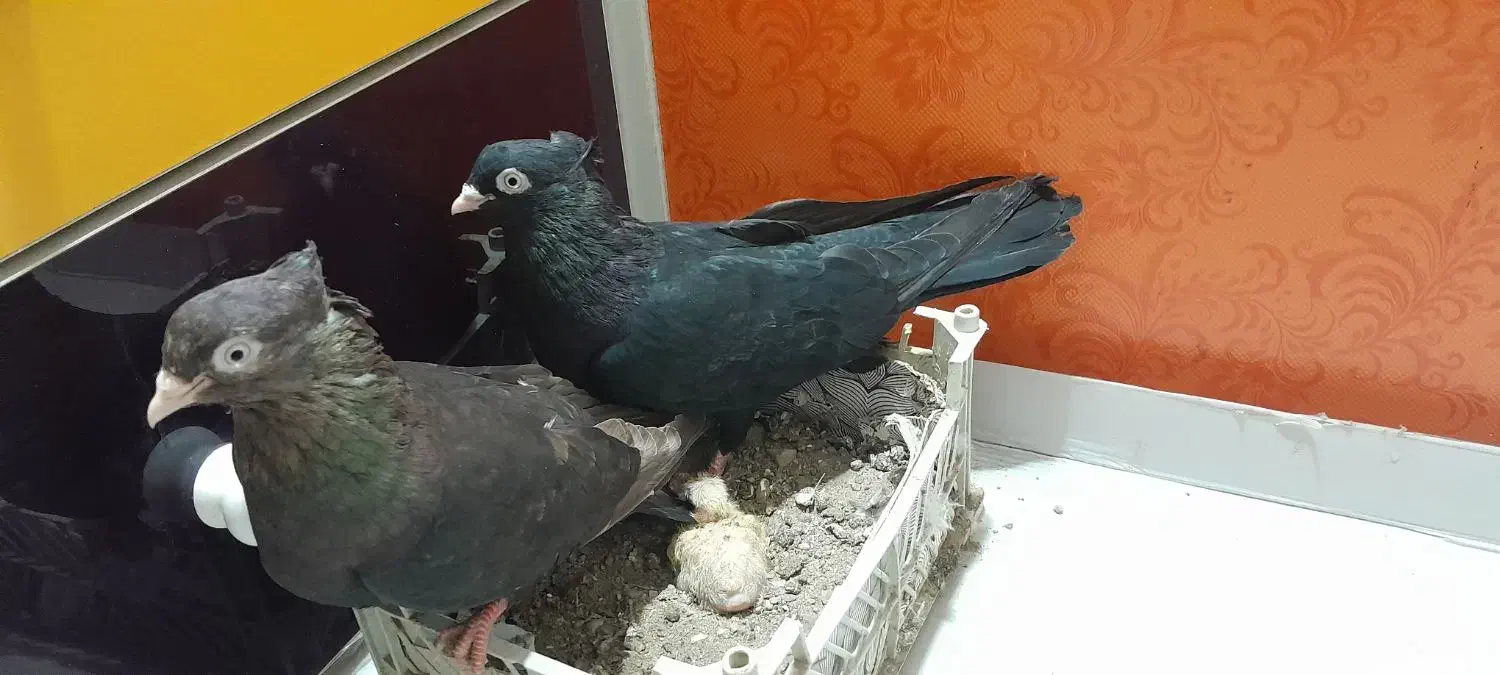 یه جفت نر و ماده ابادانی با جوجه|پرنده|قم, آزادگان|دیوار